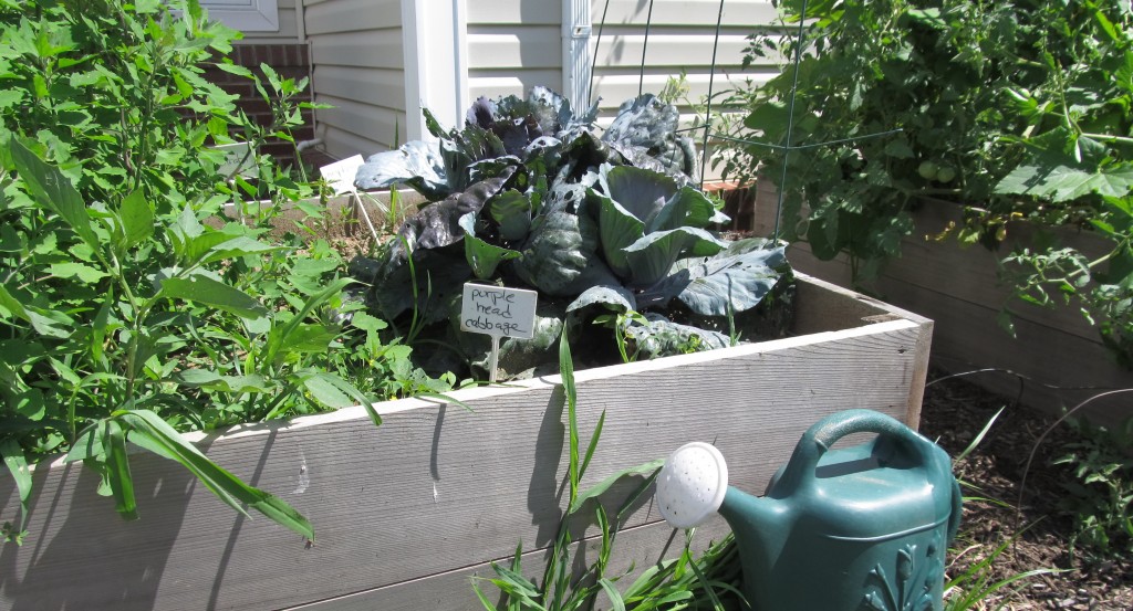 Garden with purple cabbage