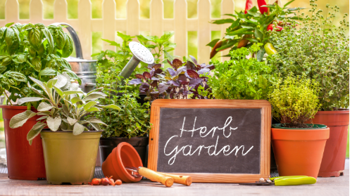 Herb Garden