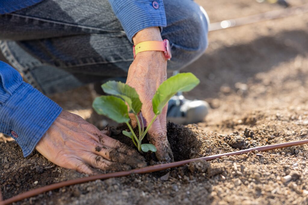 hand with plant in garden